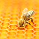 Illustration for article titled California almond industry might have the blood of billions of bees on its hands